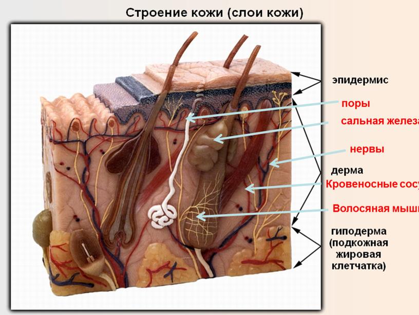 Кровеносные сосуды Волосяная мышца