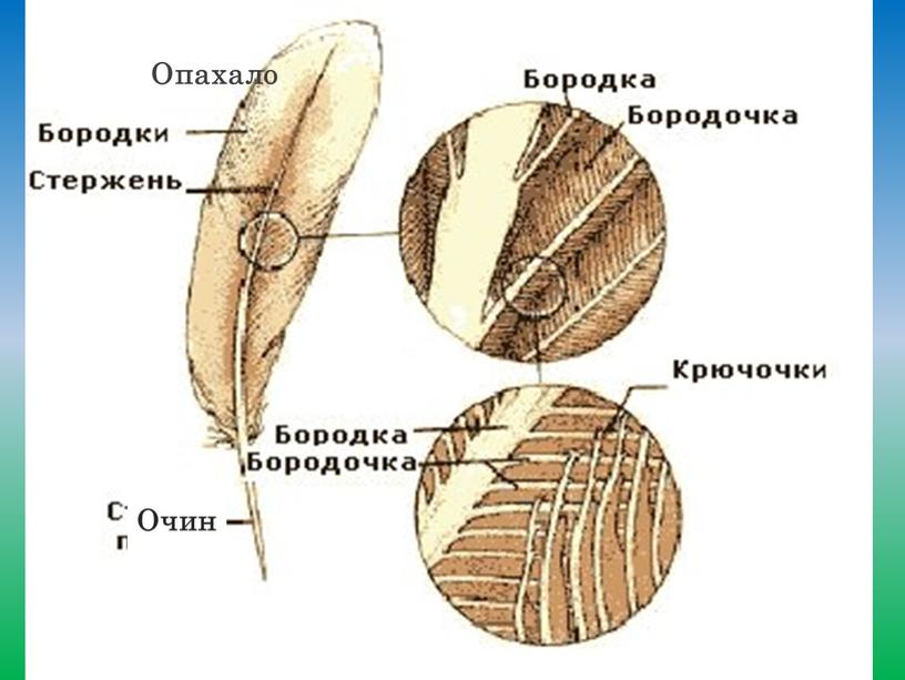 Очин ааав Опахало