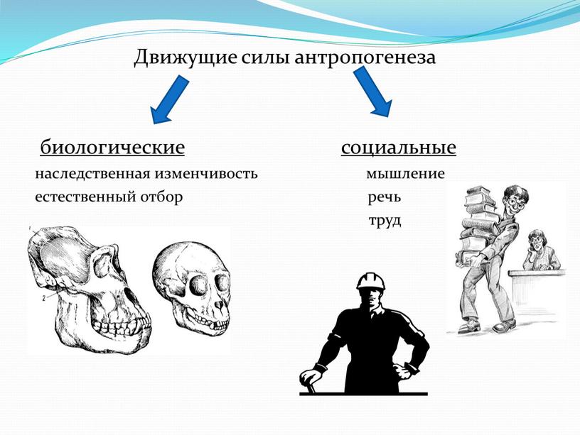 Движущие силы антропогенеза биологические социальные наследственная изменчивость мышление естественный отбор речь труд