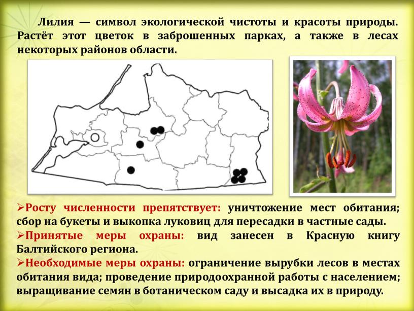 Лилия — символ экологической чистоты и красоты природы