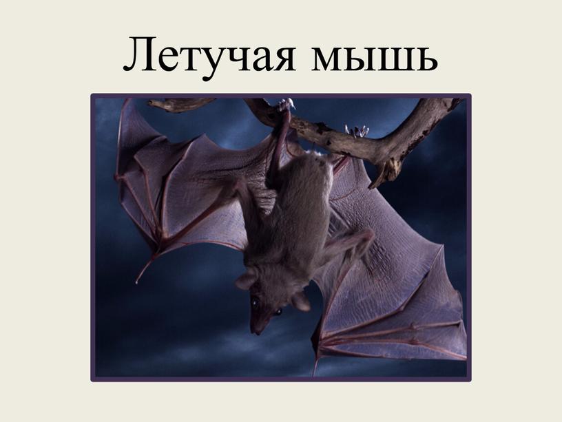 Летучая мышь