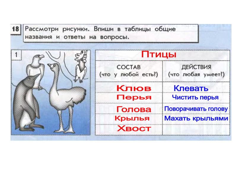 Птицы Клюв Перья Голова Крылья