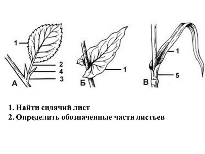 Найти сидячий лист Определить обозначенные части листьев