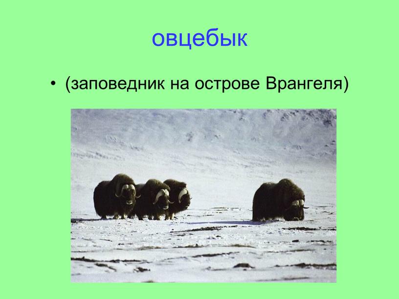 овцебык (заповедник на острове Врангеля)