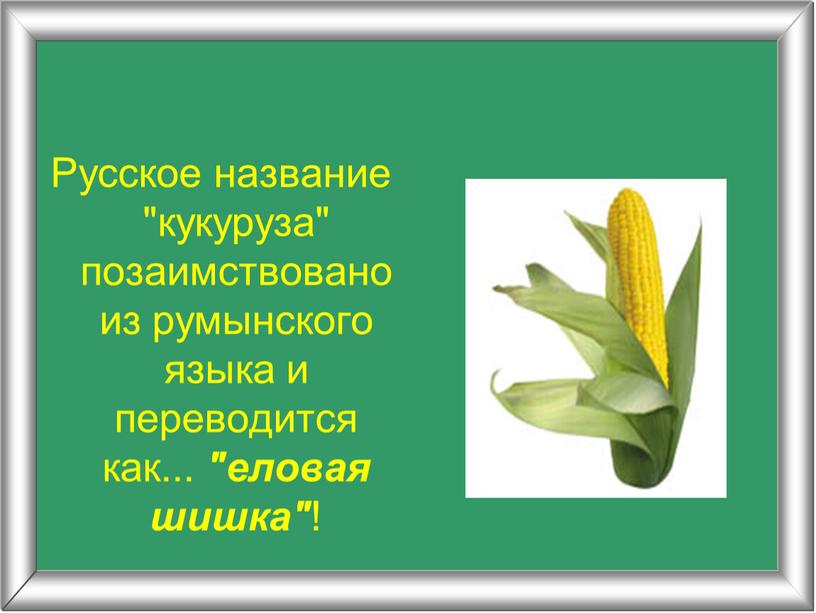 Русское название "кукуруза" позаимствовано из румынского языка и переводится как
