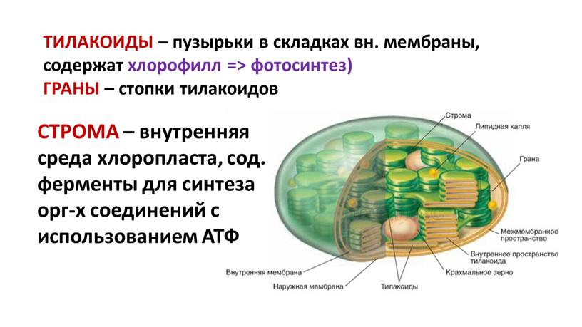 ТИЛАКОИДЫ – пузырьки в складках вн