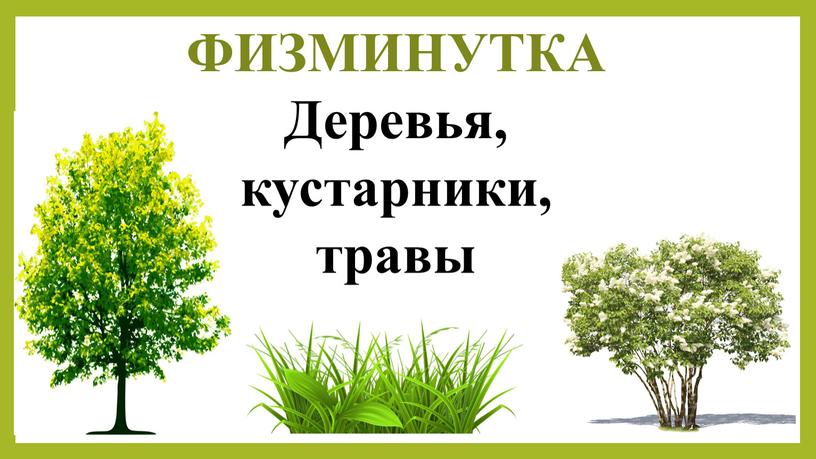 ФИЗМИНУТКА Деревья, кустарники, травы