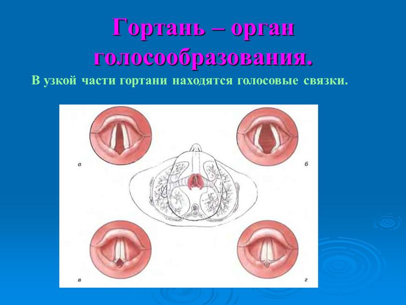 Гортань – орган голосообразования