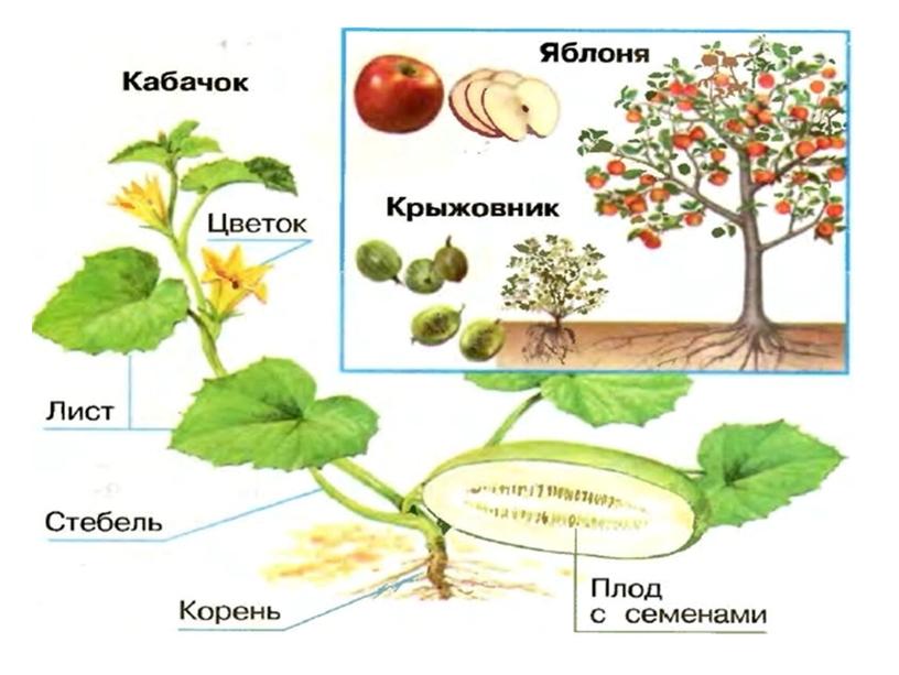 Презентация к ОУД по естествознанию "Как дружат растения?"