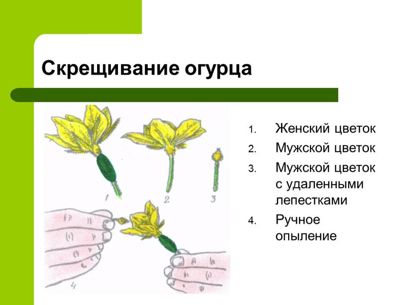 Скрещивание огурца Женский цветок