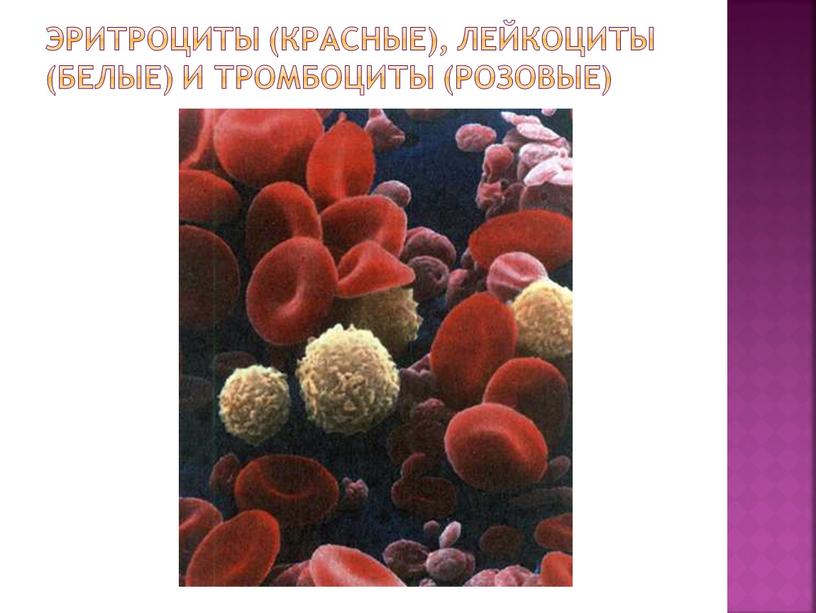 Эритроциты (красные), лейкоциты (белые) и тромбоциты (розовые)