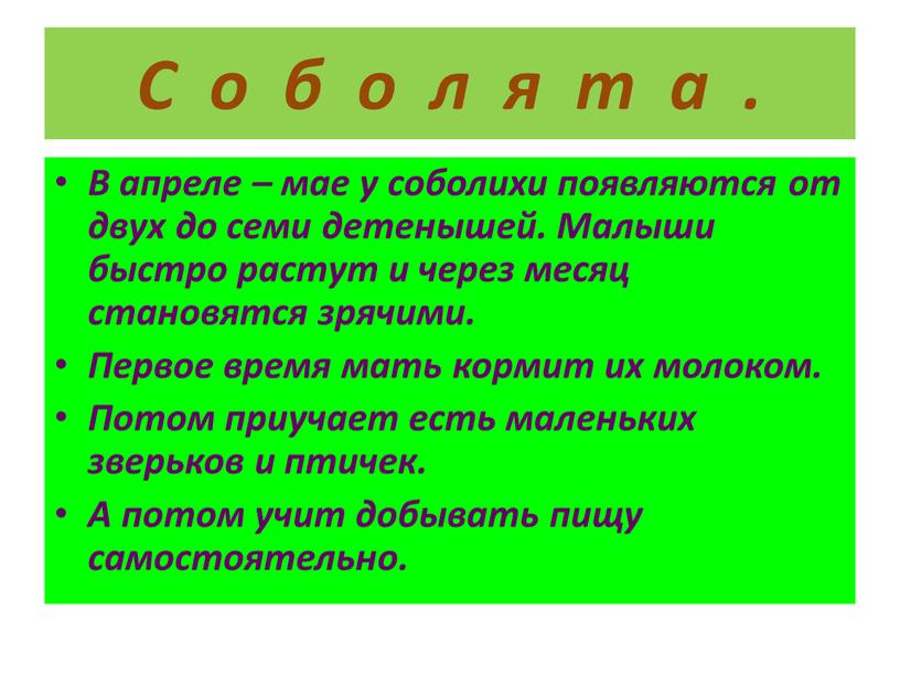 С о б о л я т а . В апреле – мае у соболихи появляются от двух до семи детенышей