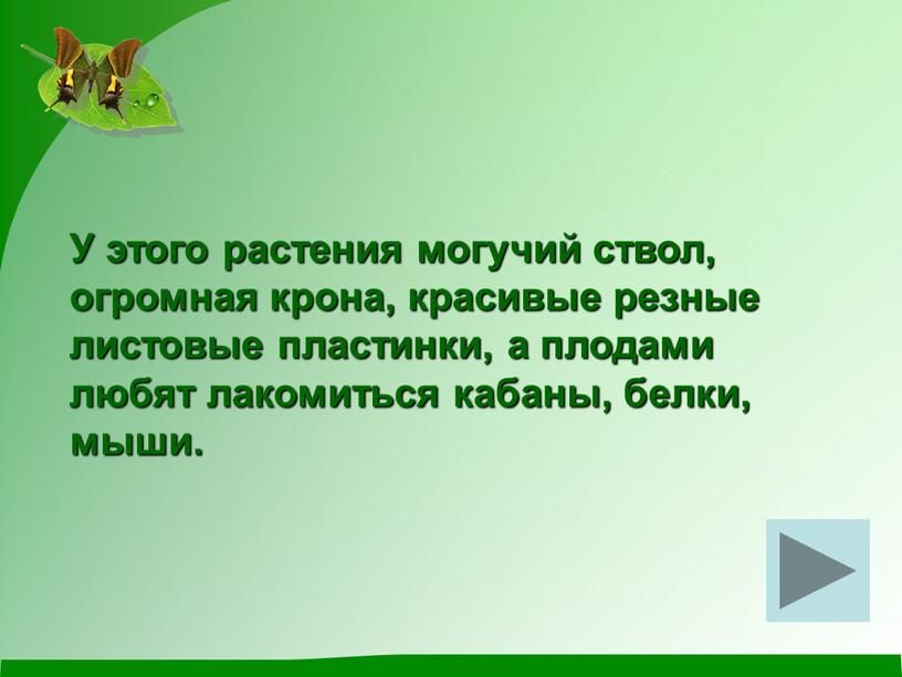 У этого растения могучий ствол, огромная крона, красивые резные листовые пластинки, а плодами любят лакомиться кабаны, белки, мыши