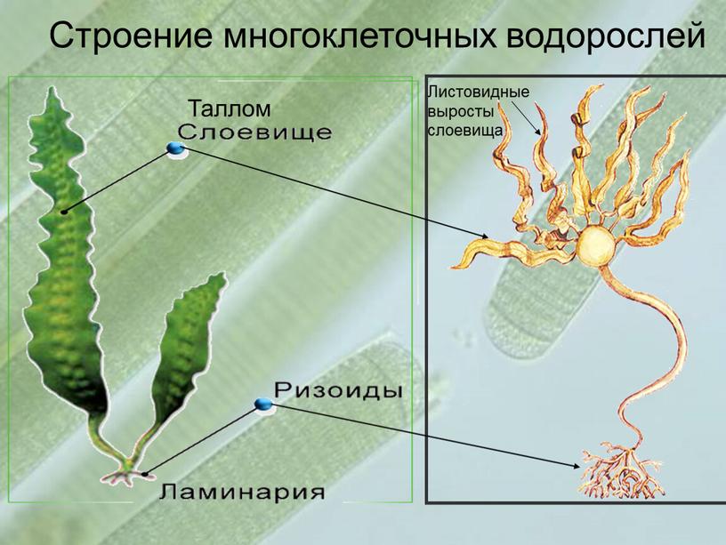 Строение многоклеточных водорослей