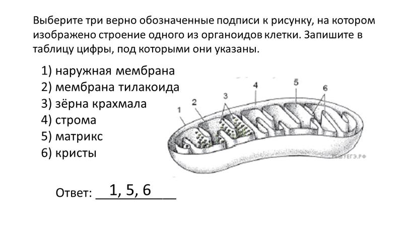 Выберите три верно обозначенные подписи к рисунку, на котором изображено строение одного из органоидов клетки