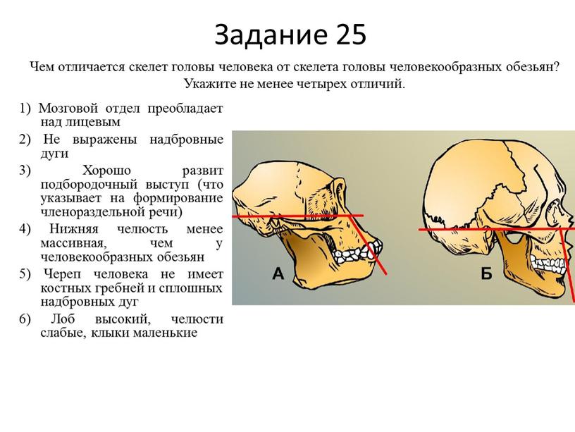 Задание 25 1) Мозговой отдел преобладает над лицевым 2)
