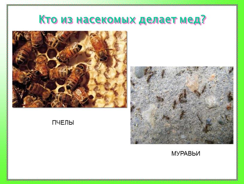 Кто из насекомых делает мед? ПЧЕЛЫ