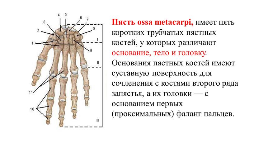 Пясть ossa metacarpi, имеет пять коротких трубчатых пястных костей, у которых различают основание, тело и головку