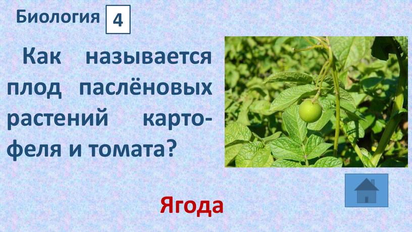 Как называется плод паслёновых рас­те­ний кар­то­фе­ля и то­ма­та?