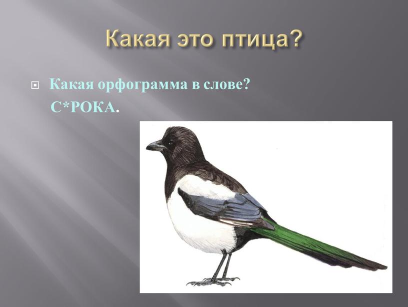 Какая это птица? Какая орфограмма в слове?