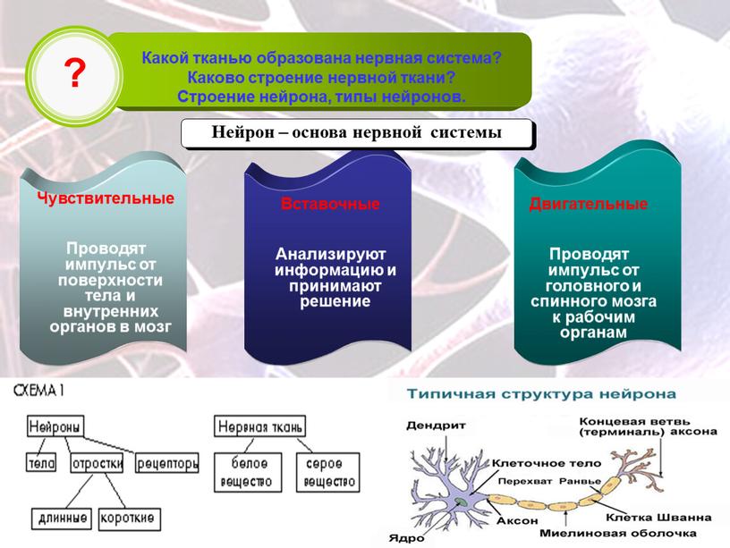 Какой тканью образована нервная система?