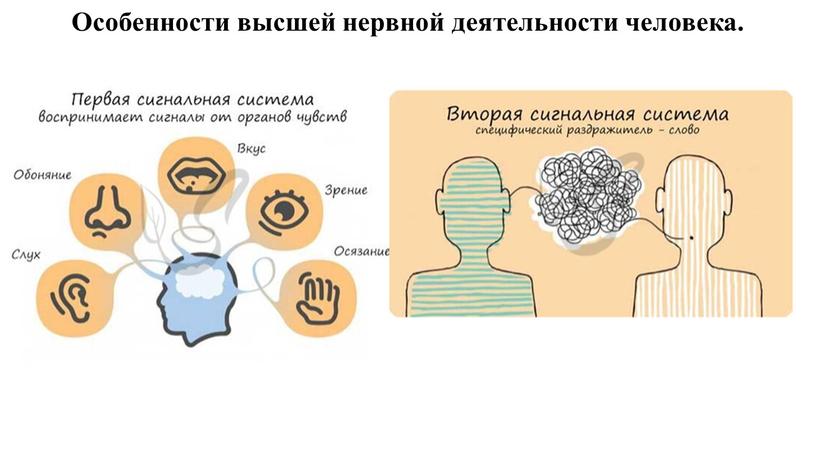 Особенности высшей нервной деятельности человека