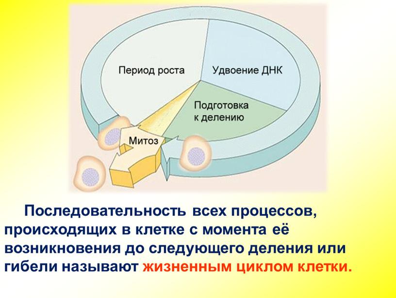 Последовательность всех процессов, происходящих в клетке с момента её возникновения до следующего деления или гибели называют жизненным циклом клетки