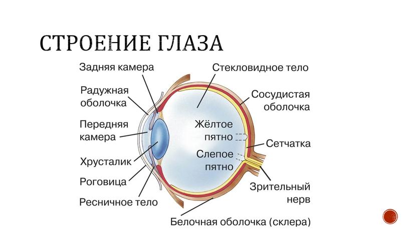 Строение глаза