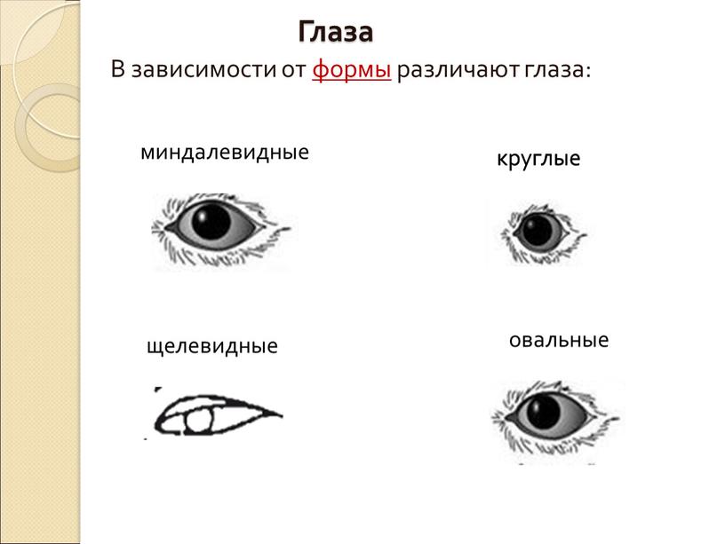 Глаза В зависимости от формы различают глаза: миндалевидные щелевидные круглые овальные круглые