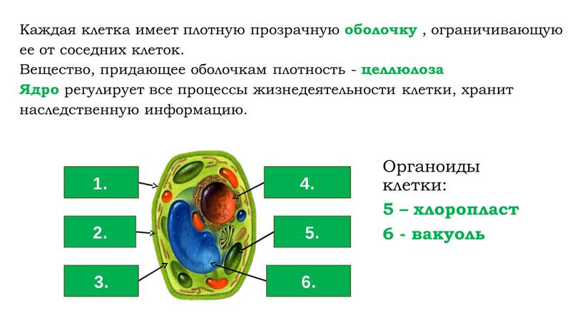 Каждая клетка имеет плотную прозрачную оболочку , ограничивающую ее от соседних клеток