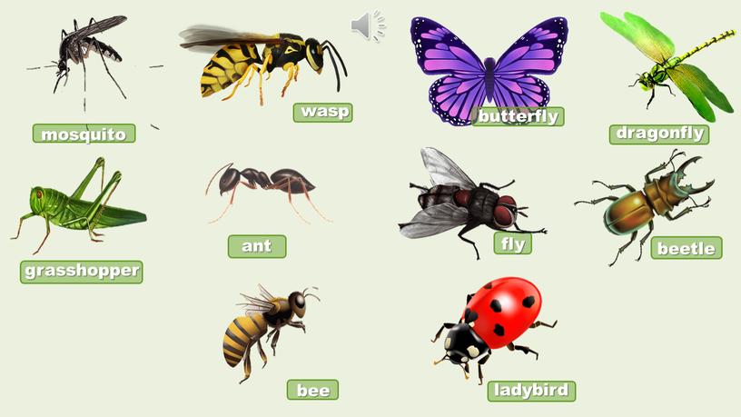 mosquito wasp butterfly dragonfly grasshopper fly ant beetle ladybird bee