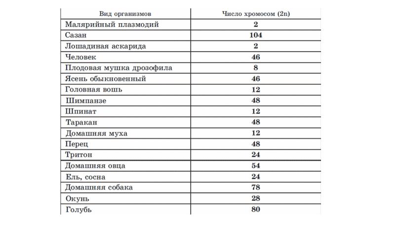 Биология: Презентация 10 класс "Ядро. Хромосомы"