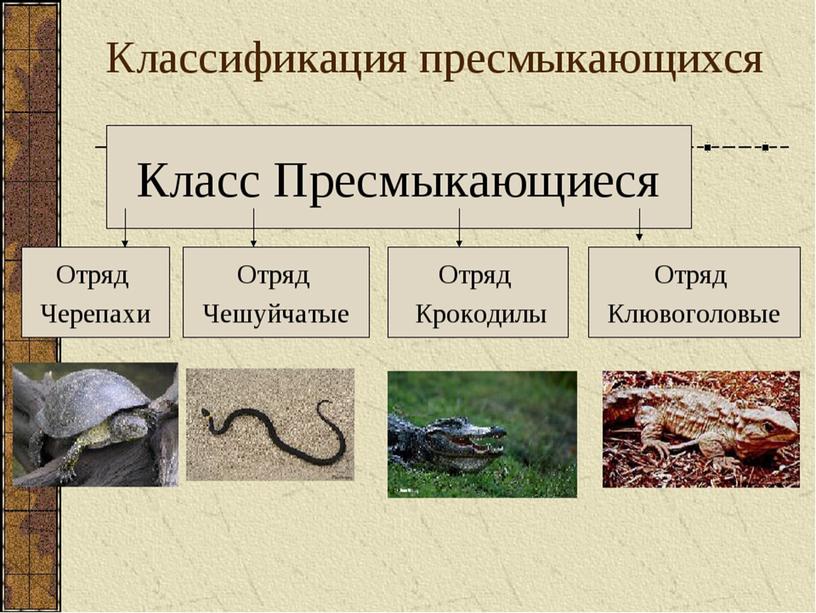 Схема класс пресмыкающиеся 7 класс