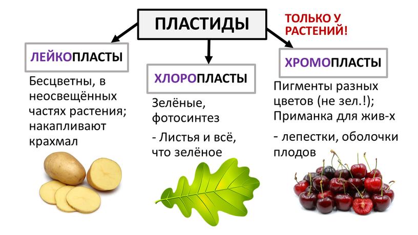 ПЛАСТИДЫ ЛЕЙКОПЛАСТЫ Бесцветны, в неосвещённых частях растения; накапливают крахмал