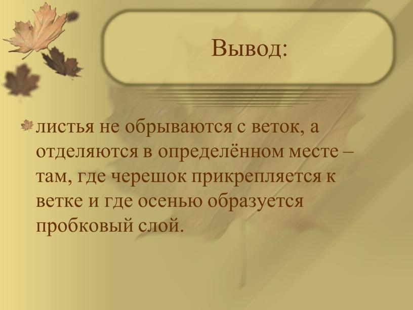 Вывод: листья не обрываются с веток, а отделяются в определённом месте – там, где черешок прикрепляется к ветке и где осенью образуется пробковый слой