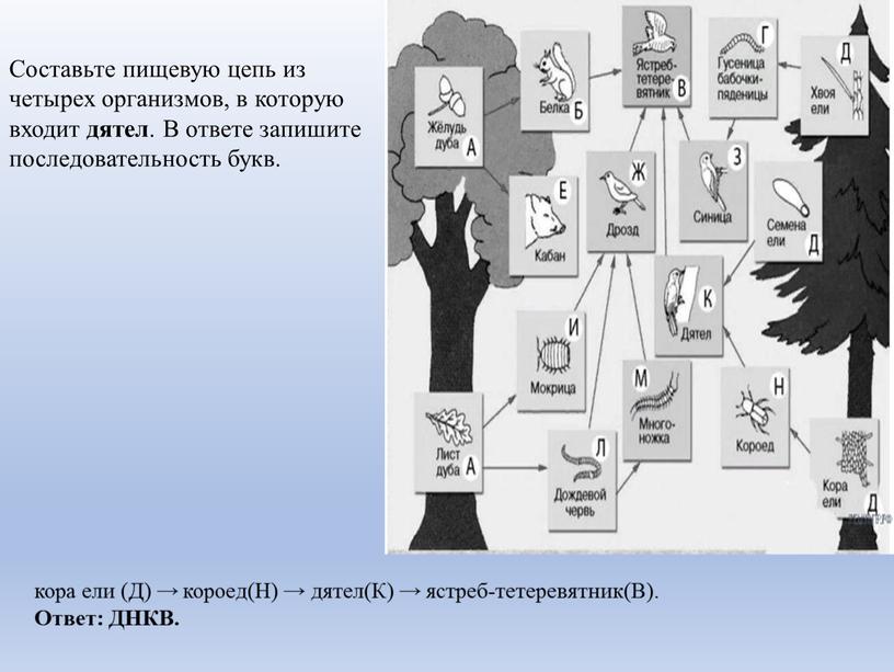 Составьте пищевую цепь из четырех организмов, в которую входит дятел