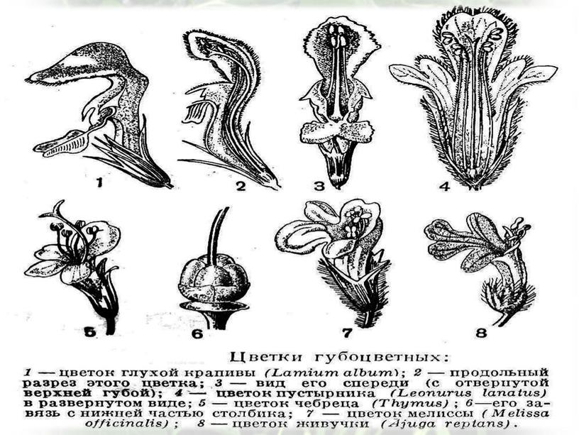 Семейство Яснотковые (Губоцветные)