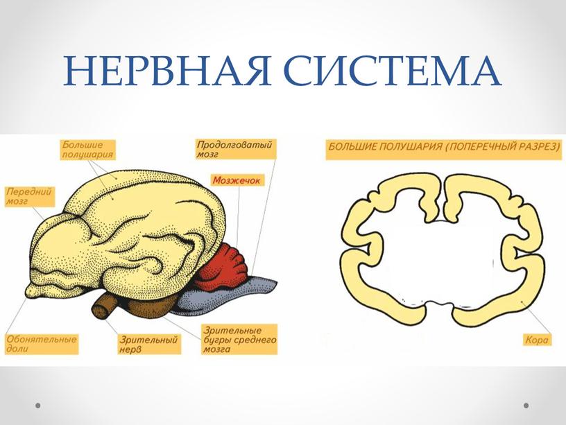 НЕРВНАЯ СИСТЕМА