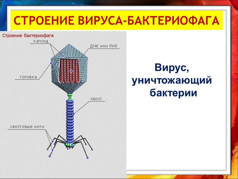 СТРОЕНИЕ ВИРУСА-БАКТЕРИОФАГА Строение бактериофага