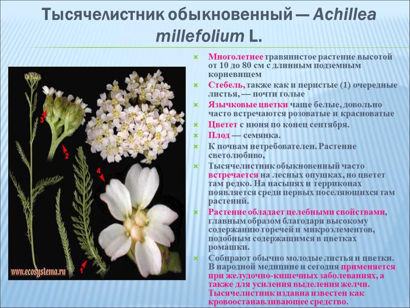 Тысячелистник обыкновенный — Achillea millefolium