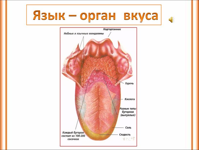 Язык – орган вкуса