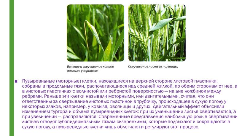 Пузыревидные (моторные) клетки, находящиеся на верхней стороне листовой пластинки, собраны в продольные тяжи, располагающиеся над средней жилкой, по обеим сторонам от нее, а в листовых…