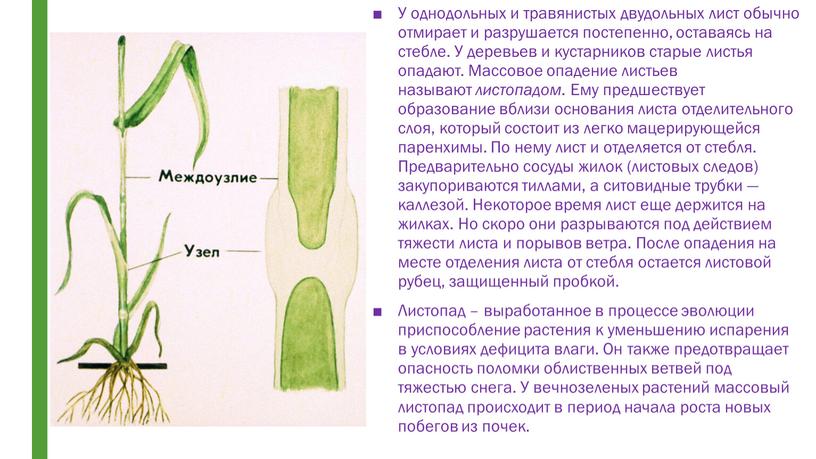 У однодольных и травянистых двудольных лист обычно отмирает и разрушается постепенно, оставаясь на стебле