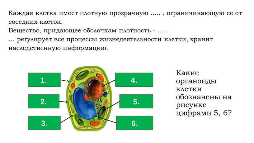 Каждая клетка имеет плотную прозрачную …