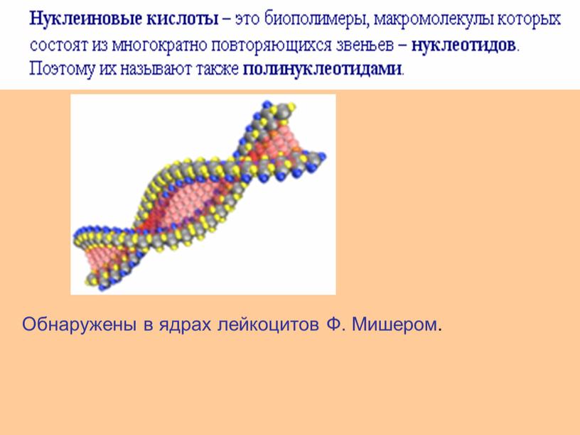 Обнаружены в ядрах лейкоцитов Ф