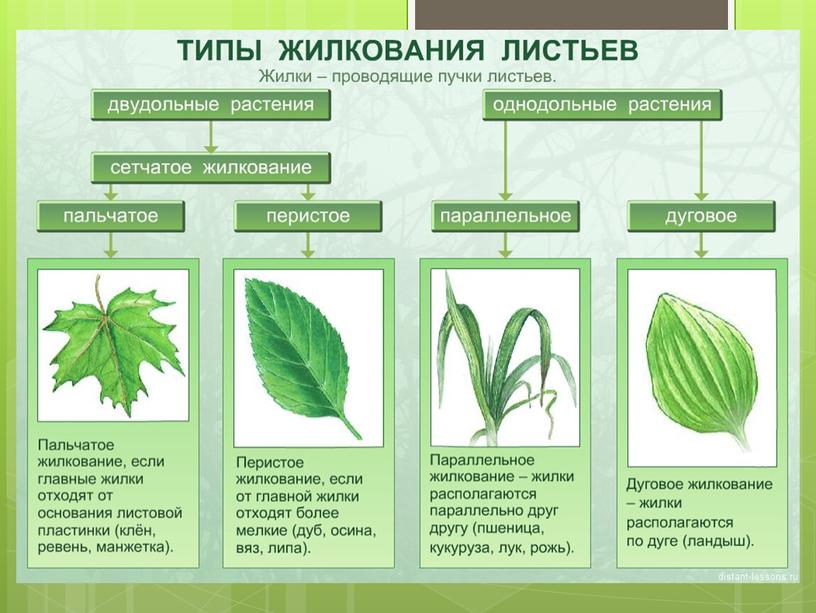 Презентация к уроку по теме "Внешнее и внутреннее строение листа. Значение листьев"