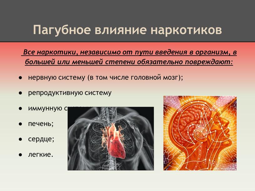 Пагубное влияние наркотиков Все наркотики, независимо от пути введения в организм, в большей или меньшей степени обязательно повреждают: нервную систему (в том числе головной мозг);…