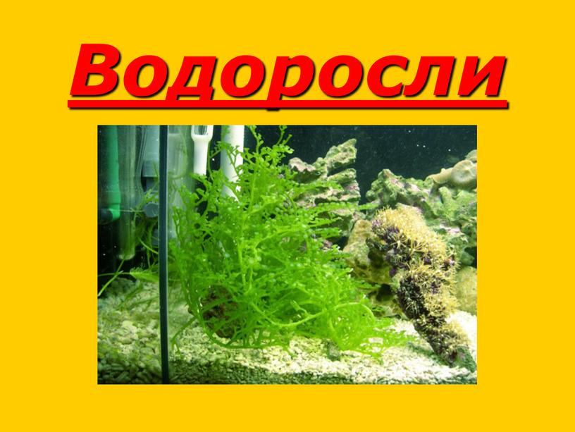 Водоросли