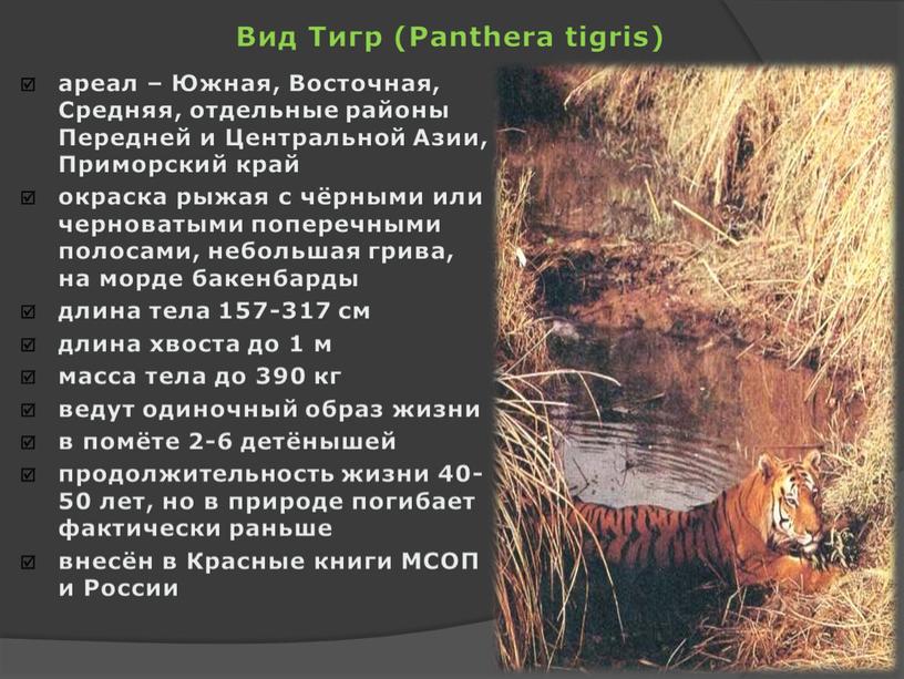 Вид Тигр (Panthera tigris) ареал –