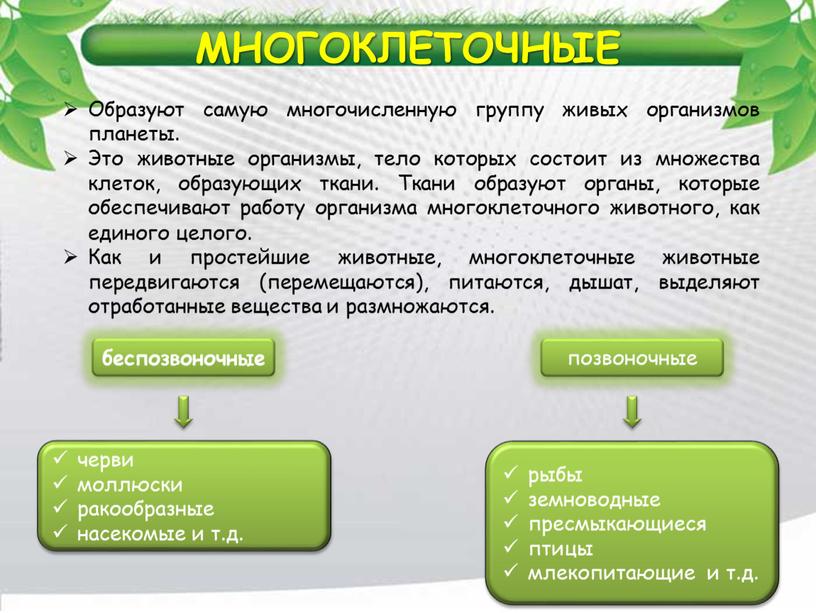 МНОГОКЛЕТОЧНЫЕ Образуют самую многочисленную группу живых организмов планеты